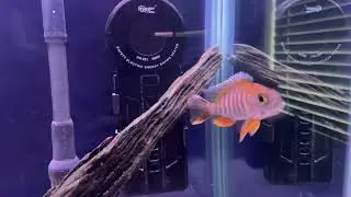 African Cichlid Breeding Group | Eureka Red Jake