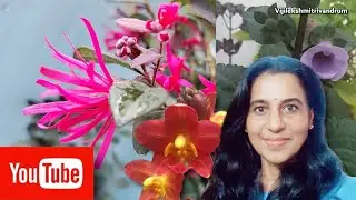 plants and flowers at home🏠| @vijilekshmitrivandrum