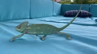 Chameleon dance