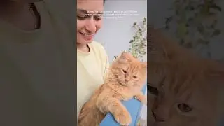 🐾#youtubeshorts #youtube #shorts #relatable #viralvideo #trending #animallife #cat #love #baby #love