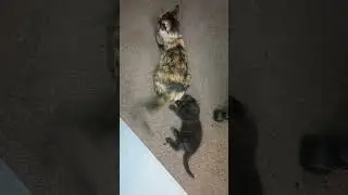 Mama Cat Plays Game With Cute Kitten To Super Mario Bros Theme
