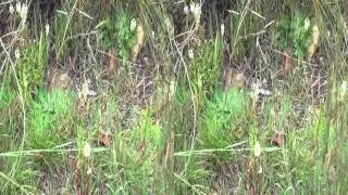 Spring flowers of Table Mountain 3D side by side HD