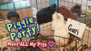 All My Pigs + Guinea Pig Cage Tour!