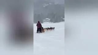 Lake Placid Dog Sledding 
