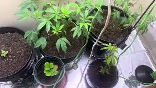 Closet grow update soil is not my friend 