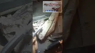 Fossil Preparation | Mosasaur Skull