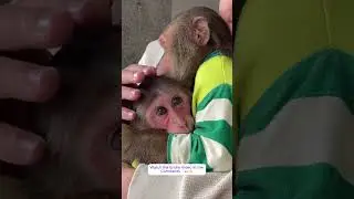 CUBIS cried goodbye to CUTIS before leaving! #monkey #babymonkey #monkeysr #cute #animals