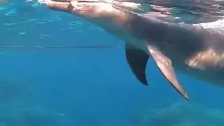 Bottlenose dolphin swimming, eating and having fun