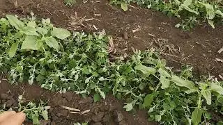 порівняння геліантекс VS гранстар на соняшнику Саксон Эліта Селект