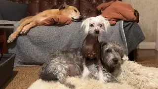 Dogflix 'n Chill – 20 🐶 🌶️