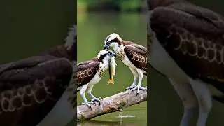 Female osprey tries to keep fish caught #naturewatch #weirdwildlife