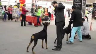 Muestra de raza Doberman exposici&oacute;n en Expopet 2015 Colombia