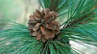Aprende Como identificar a un pinus douglasiana en campo f&aacute;cilmente