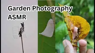 ASMR Garden Photography