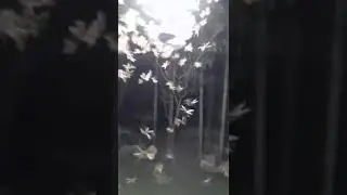 moth attack #shorts