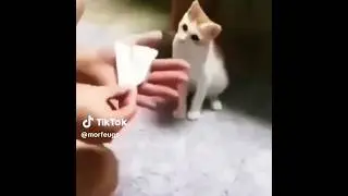 Gato magia 🪄💀/ #short #edit /Cr&eacute;ditos al video presentado