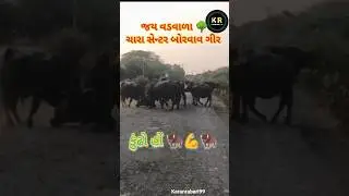 ધીંગાણું જામ્યું હો ભાઈ 🦬💪🦬 #karanrabari99 #pickupvlog #maldhari #buffalo