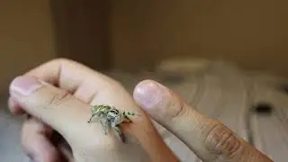 Female Hyllus Diardi, Look at this cutie.