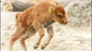 New Female Baby Bison Named Calamity Jane
