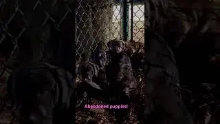 Abandoned #puppies found at Daffin Park in Savannah, Ga., on a cold February night