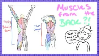 Anatomy Lesson 4 | Muscles Differences | Male & Female