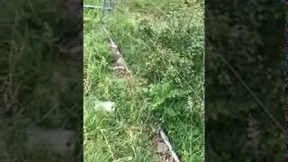 Outdoor uk grow feeding time