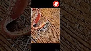 Attack on titan of real earth worm #krish#art #editing #shorts #editing #song#edit #&acirc;mdươngsư