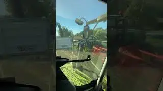 Canola Harvest (Lexion 660)