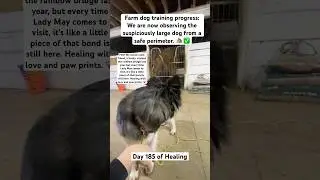 Farm dog training progress! #dogshorts #shorts #foryou #doglover #horse #dog #healing #grief #short