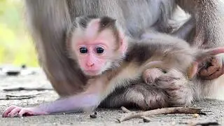 Educational Documentary: Baby Monkey Groomed and Learning to Walk.