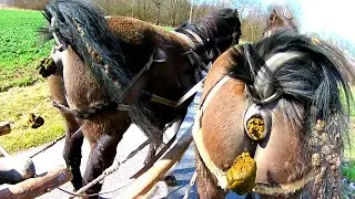 KUPA PARA KONI