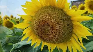 [ 토론토핫플 행운을 불러오는 해바라기 농장 ]  Sunflower Fields of Markham