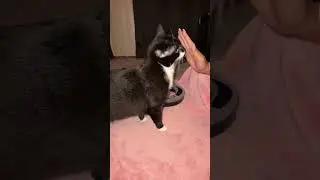 Cat trying New Food stick from Target #live #cat #animal