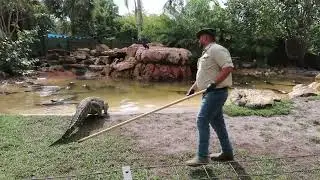 Кормление кубинских крокодилов в Gatorland Florida 2025