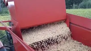 jumil 390 colhendo arroz 2020