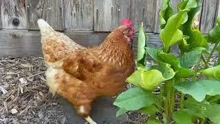 Rent a what? Rent a hen