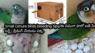 small conure birds breeding tips teluguis live!
