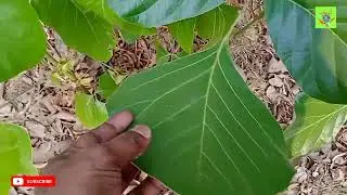 Moduga chettu - Butea monosperma #naturebeauty #holicolor #viralvideo #medicinalplants9