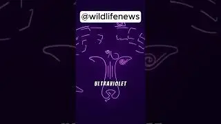 This Bird Has Vision 8 Times Sharper Than Humans! (Ultimate Predator Eyes!)#WildlifeAI #GoldenE