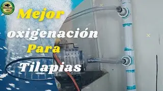 LA_MÁS_EFICIENTE OXIGENACIÓN_PARA PROYECTOS ACUÍCOLAS 🐟#biofloc #peces #acuicultura #simbiotica