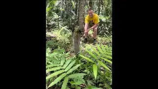 Day Herping with Bali Reptile Rescue (Indonesia) | Future-Morphs