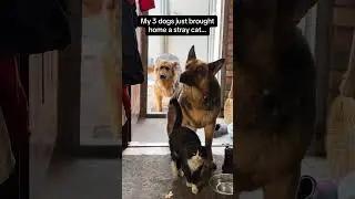 Dogs bring back special friends😆🐕