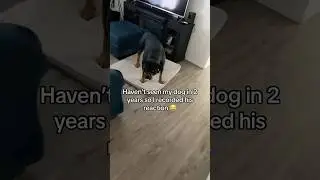 Давно не виделись, Бруно 🐶