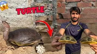 Helpless Turtles Or Bhot Saray Eggs RescueKr Liye 😱|#turtlerescue