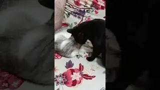 CATS GROOMING EACH OTHER | #cat |  #catsgrooming