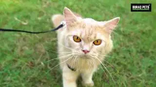 BURAQ Cat Collar & Leash Combo: Safe & Stylish Outdoor Adventures! 🐾✨