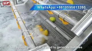 Industrial Mango Washing Machine Cost for Factory Process