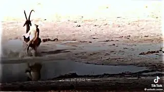 Markhor vs lion