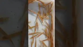 500/- only comment ur what's app number for albino golden alligator gar