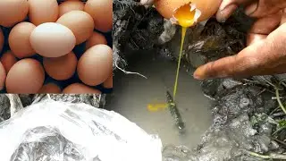 Unbelievable Fishing With Eggs / Naturally Food Fishing With Egg